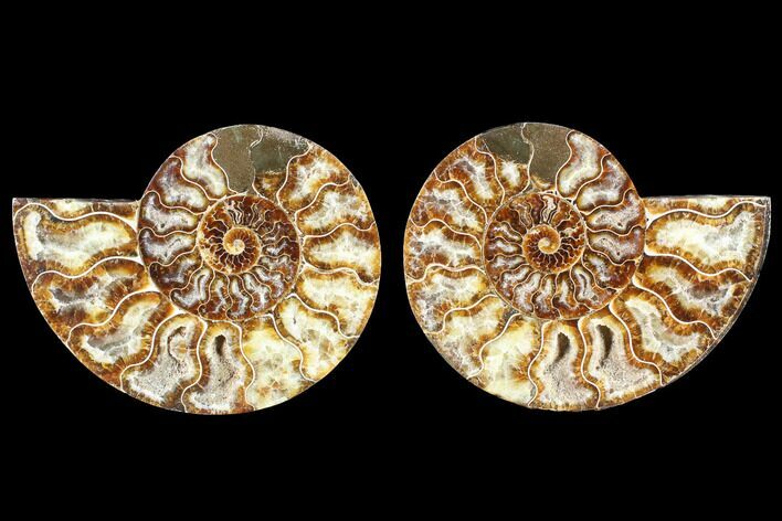 Cut & Polished Ammonite Fossil - Agatized #88422